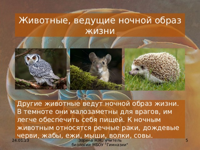 Животные, ведущие ночной образ жизни Другие животные ведут ночной образ жизни. В темноте они малозаметны для врагов, им легче обеспечить себя пищей. К ночным животным относятся речные раки, дождевые черви, жабы, ежи, мыши, волки, совы. 24.01.23  Зорина Н.Н., учитель биологии МБОУ 