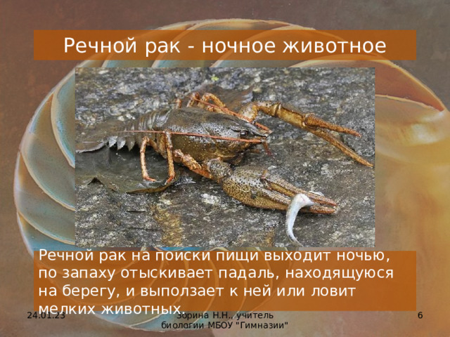Речной рак - ночное животное Речной рак на поиски пищи выходит ночью, по запаху отыскивает падаль, находящуюся на берегу, и выползает к ней или ловит мелких животных. 24.01.23  Зорина Н.Н., учитель биологии МБОУ 