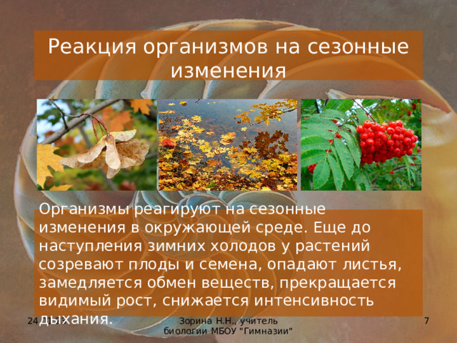 Реакция организмов на сезонные изменения Организмы реагируют на сезонные изменения в окружающей среде. Еще до наступления зимних холодов у растений созревают плоды и семена, опадают листья, замедляется обмен веществ, прекращается видимый рост, снижается интенсивность дыхания. 24.01.23  Зорина Н.Н., учитель биологии МБОУ 