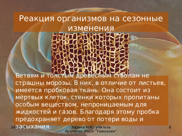 Реакция организмов на сезонные изменения Ветвям и толстым древесным стволам не страшны морозы. В них, в отличие от листьев, имеется пробковая ткань. Она состоит из мертвых клеток, стенки которых пропитаны особым веществом, непроницаемым для жидкостей и газов. Благодаря этому пробка предохраняет дерево от потери воды и засыхания. 24.01.23  Зорина Н.Н., учитель биологии МБОУ 