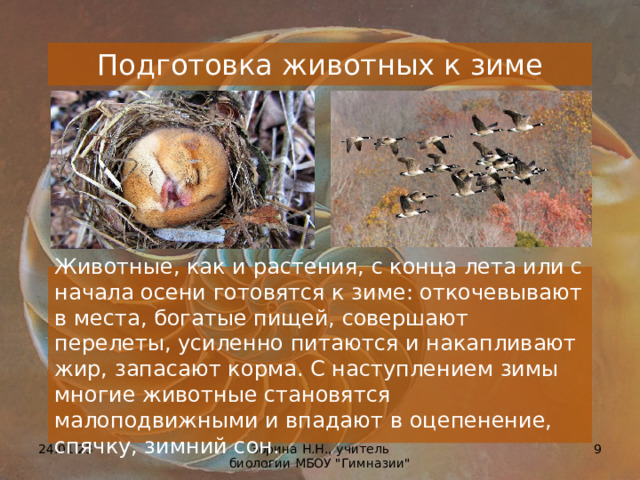 Подготовка животных к зиме Животные, как и растения, с конца лета или с начала осени готовятся к зиме: откочевывают в места, богатые пищей, совершают перелеты, усиленно питаются и накапливают жир, запасают корма. С наступлением зимы многие животные становятся малоподвижными и впадают в оцепенение, спячку, зимний сон.  24.01.23  Зорина Н.Н., учитель биологии МБОУ 
