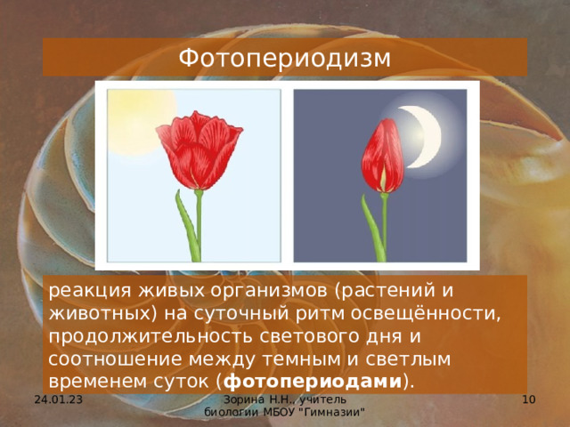 Фотопериодизм реакция живых организмов (растений и животных) на суточный ритм освещённости, продолжительность светового дня и соотношение между темным и светлым временем суток ( фотопериодами ). 24.01.23  Зорина Н.Н., учитель биологии МБОУ 