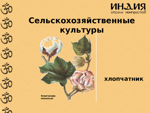Сельскохозяйственные культуры хлопчатник 