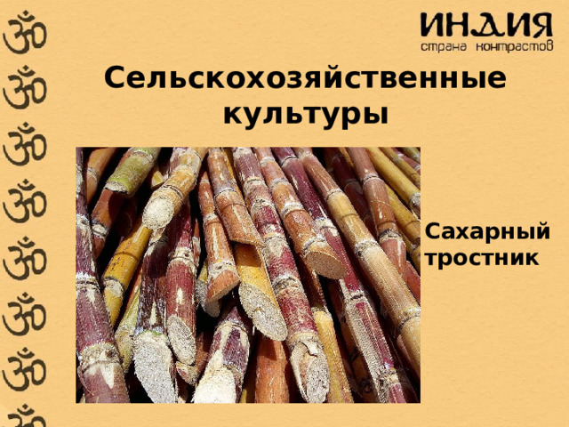 Сельскохозяйственные культуры Сахарный тростник 