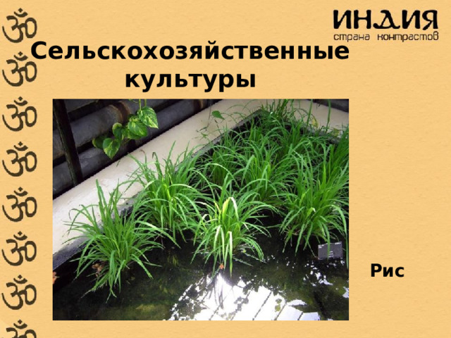 Сельскохозяйственные культуры Рис 