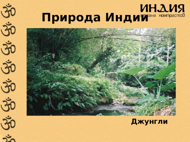 Природа Индии  Джунгли 