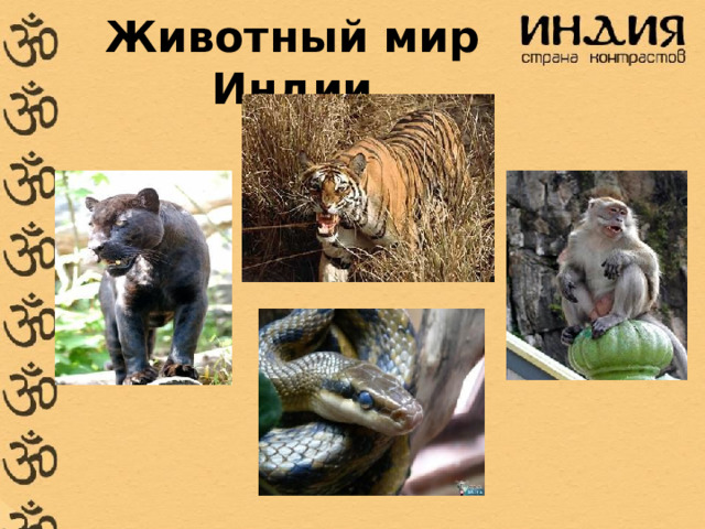 Животный мир Индии 