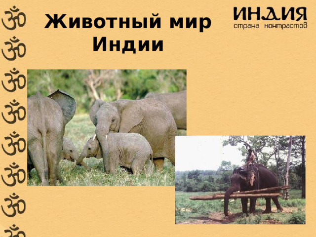 Животный мир Индии 