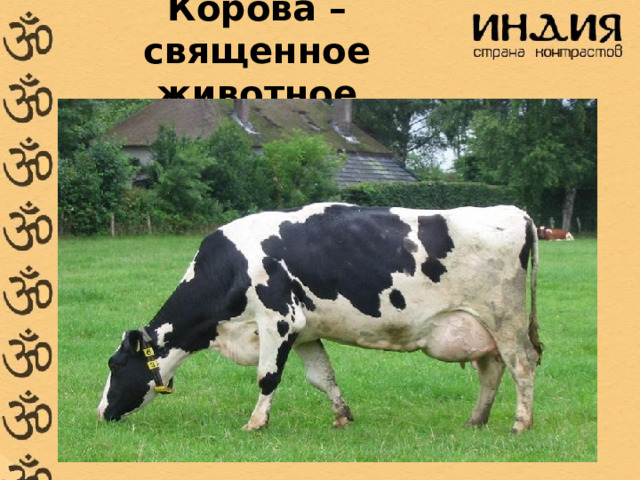 Корова – священное животное 