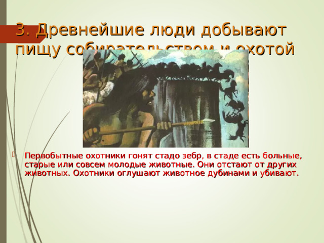 3. Древнейшие люди добывают пищу собирательством и охотой   Первобытные охотники гонят стадо зебр, в стаде есть больные, старые или совсем молодые животные. Они отстают от других животных. Охотники оглушают животное дубинами и убивают. 