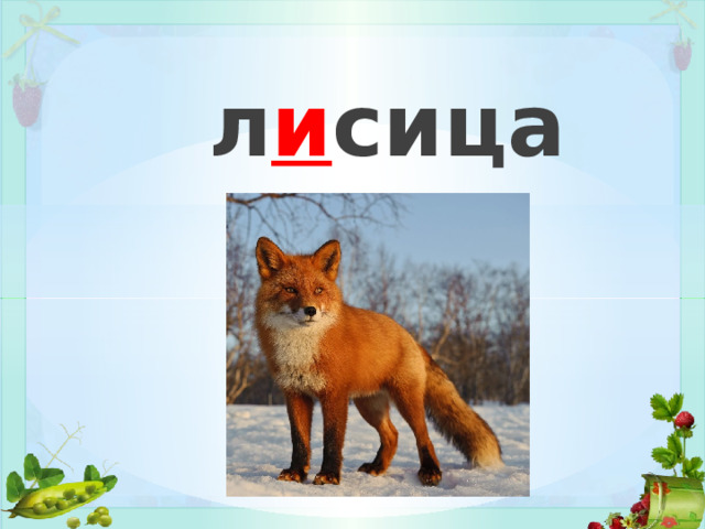 л и сица 