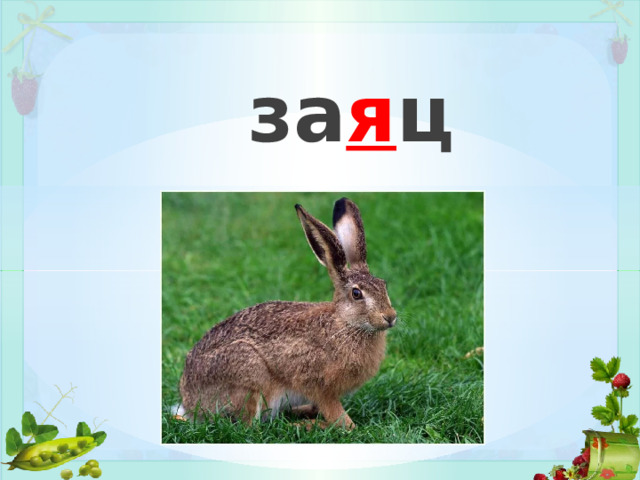 за я ц 