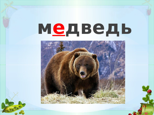 м е дведь 