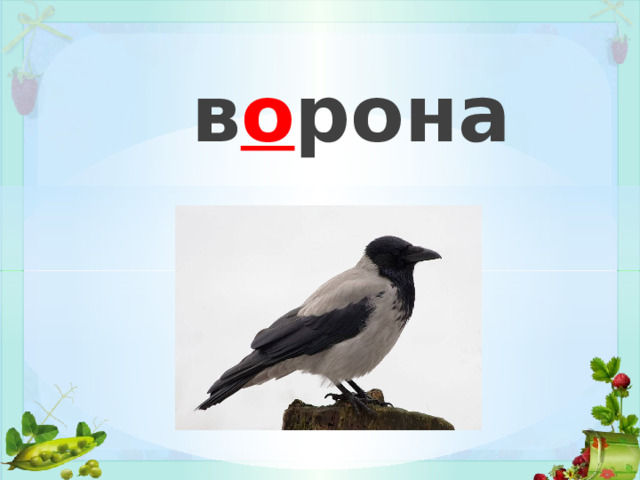 в о рона 