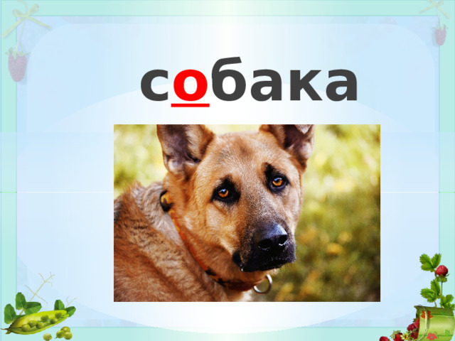 с о бака 