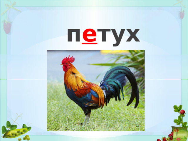 п е тух 