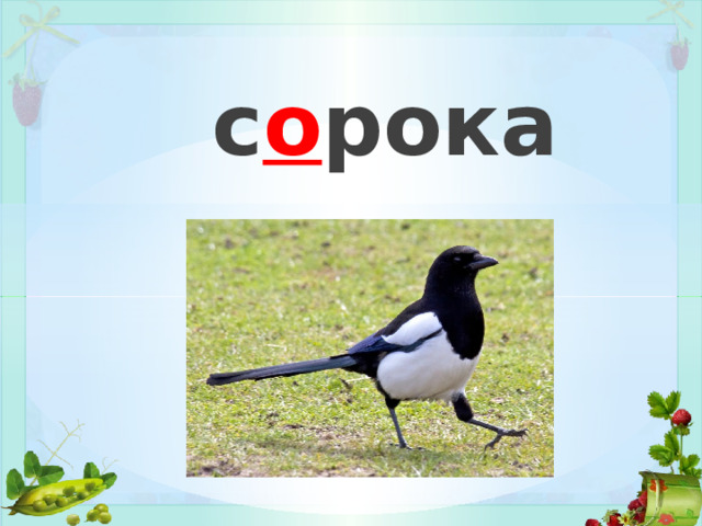 с о рока 