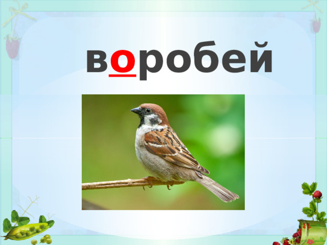 в о робей 