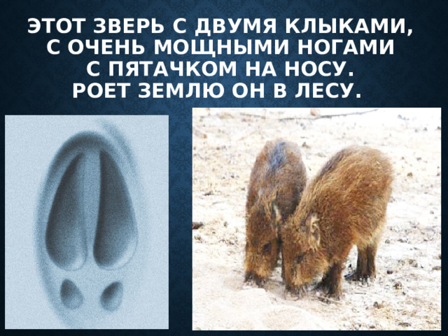 Этот зверь с двумя клыками,  С очень мощными ногами  С пятачком на носу.  Роет землю он в лесу.  