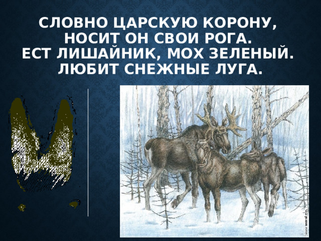 Словно царскую корону,   Носит он свои рога.   Ест лишайник, мох зеленый.   Любит снежные луга. 