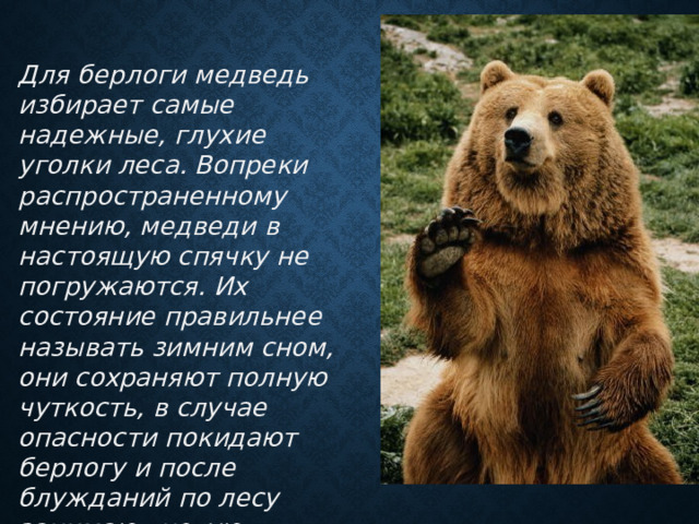 Для берлоги медведь избирает самые надежные, глухие уголки леса. Вопреки распространенному мнению, медведи в настоящую спячку не погружаются. Их состояние правильнее называть зимним сном, они сохраняют полную чуткость, в случае опасности покидают берлогу и после блужданий по лесу занимают новую. 