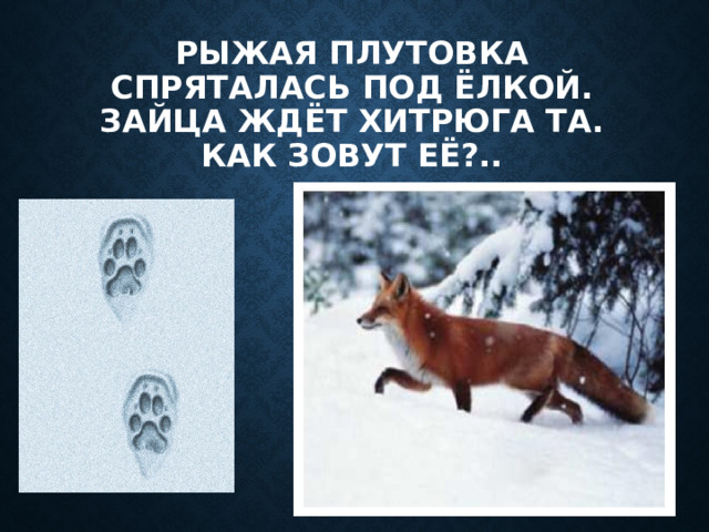 Рыжая плутовка  Спряталась под ёлкой.  Зайца ждёт хитрюга та.  Как зовут её?.. 
