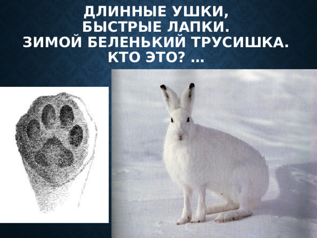 Длинные ушки,  Быстрые лапки.  Зимой беленький трусишка.  Кто это? … 