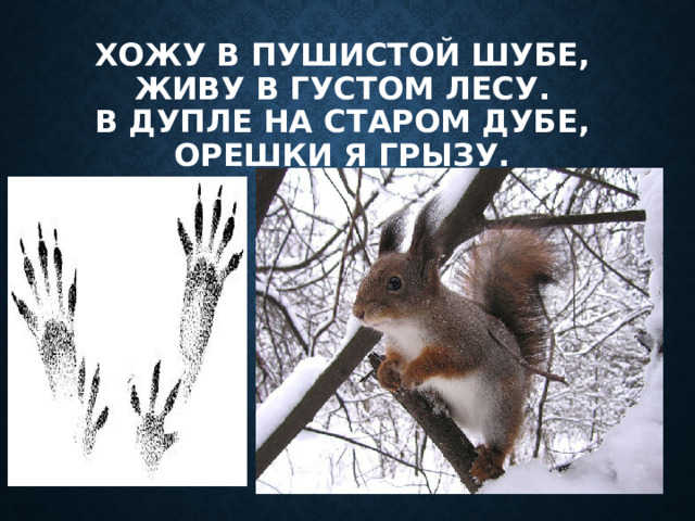 Хожу в пушистой шубе,  живу в густом лесу.  В дупле на старом дубе,  орешки я грызу. 
