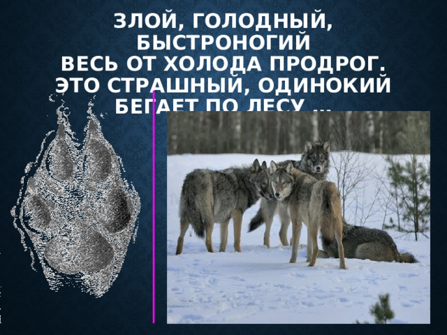 Злой, голодный, быстроногий  Весь от холода продрог.  Это страшный, одинокий  Бегает по лесу … 