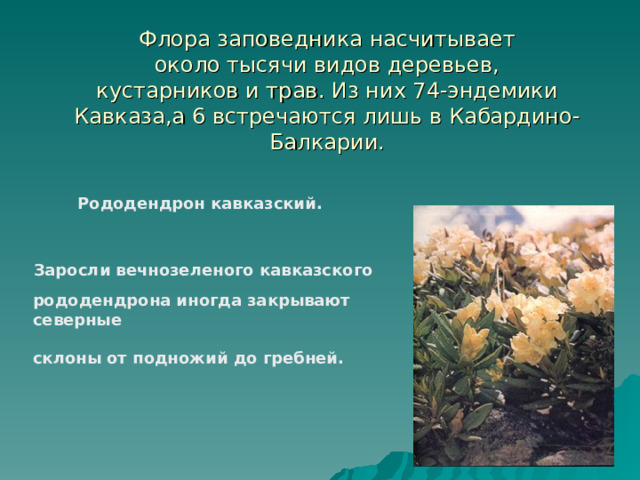 Флора заповедника насчитывает  около тысячи видов деревьев,  кустарников и трав. Из них 74-эндемики Кавказа,а 6 встречаются лишь в Кабардино-Балкарии. Рододендрон кавказский. Заросли вечнозеленого кавказского рододендрона иногда закрывают северные  склоны от подножий до гребней. 