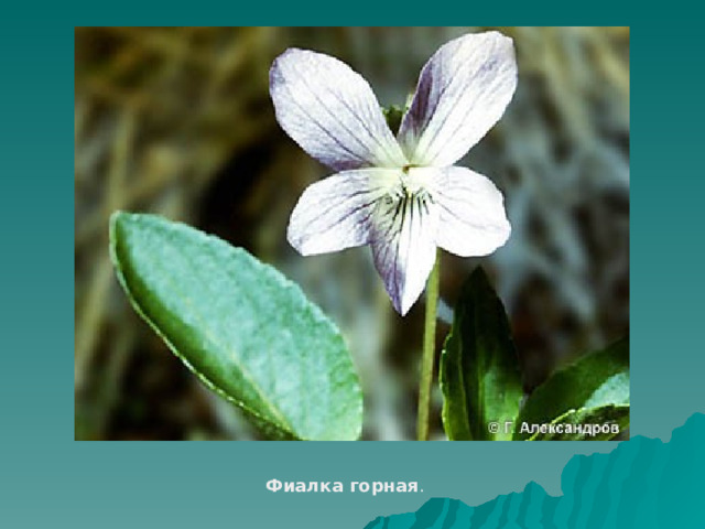 Фиалка горная . 
