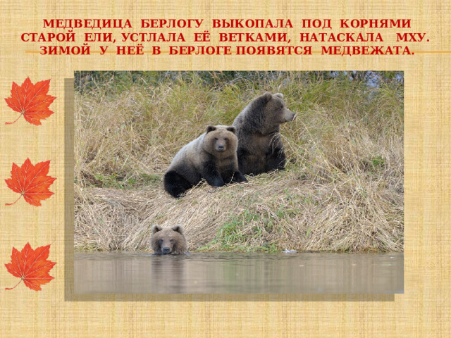 Медведица берлогу выкопала под корнями старой ели, устлала её ветками, натаскала мху. Зимой у неё в берлоге появятся медвежата.   
