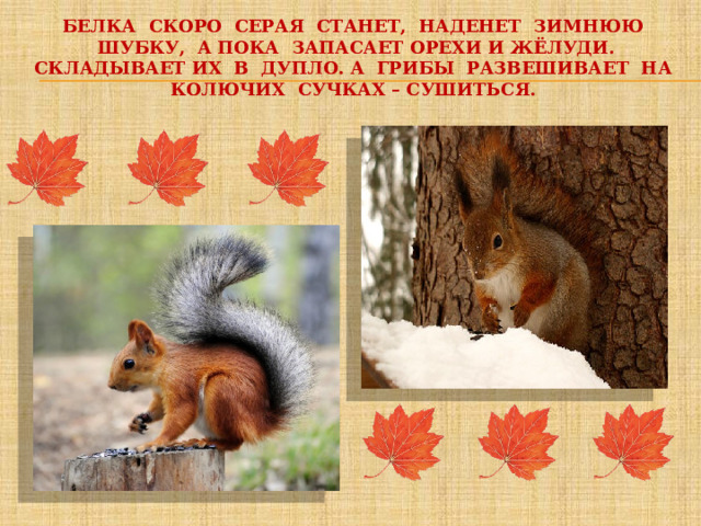 Белка скоро серая станет, наденет зимнюю шубку, а пока запасает орехи и жёлуди. Складывает их в дупло. А грибы развешивает на колючих сучках – сушиться.   