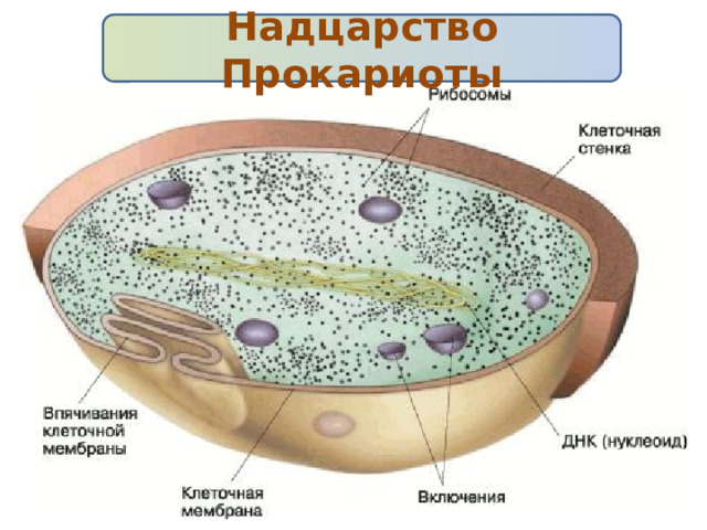 Надцарство Прокариоты 