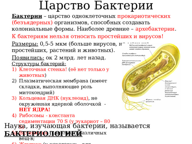 Царство Бактерии Бактерии – царство одноклеточных прокариотических (безъядерных) организмов, способных создавать колониальные формы. Наиболее древние – архебактерии . К бактериям нельзя относить простейших и вирусов! Размеры: 0,5-5 мкм (больше вирусов, но меньше простейших, растений и животных). Появились: ок 2 млрд. лет назад. Структуры бактерий: Клеточная стенка! ( её нет только у животных ) Плазматическая мембрана (имеет складки, выполняющие роль митохондрий) Кольцевая ДНК (нуклеоид) , не окруженная ядерной оболочкой - НЕТ ЯДРА! Рибосомы - константа седиментации 70 S (у эукариот – 80 S) Включения (капельки) различных вещ-в; Жгутики (у некоторых – для перемещения) Наука, изучающая бактерии, называется БАКТЕРИОЛОГИЕЙ 