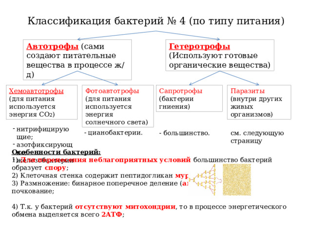 Классификация бактерий № 4 (по типу питания) Гетеротрофы (Используют готовые органические вещества) Автотрофы (сами создают питательные вещества в процессе ж/д) Фотоавтотрофы (для питания используется энергия солнечного света) Сапротрофы (бактерии гниения) Паразиты (внутри других живых организмов) Хемоавтотрофы (для питания используется энергия CO 2 ) нитрифицирующие; азотфиксирующие; железобактерии - цианобактерии. см. следующую страницу - большинство. Особенности бактерий: 1) Для перенесения неблагоприятных условий большинство бактерий образует спору ; 2) Клеточная стенка содержит пептидогликан муреин ; 3) Размножение: бинарное поперечное деление ( амитоз ), почкование; 4) Т.к. у бактерий отсутствуют митохондрии , то в процессе энергетического обмена выделяется всего 2АТФ ; 