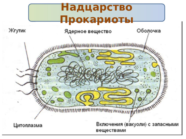 Надцарство Прокариоты 