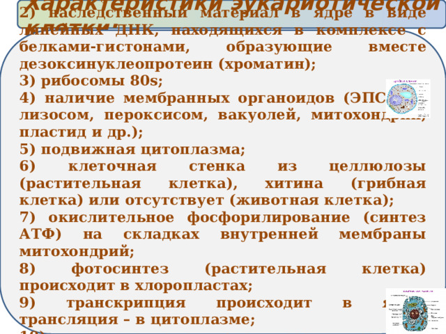 Характеристики эукариотической клетки: 1) есть ядро; 2) наследственный материал в ядре в виде линейных ДНК, находящихся в комплексе с белками-гистонами, образующие вместе дезоксинуклеопротеин (хроматин); 3) рибосомы 80s; 4) наличие мембранных органоидов (ЭПС, АГ, лизосом, пероксисом, вакуолей, митохондрий, пластид и др.); 5) подвижная цитоплазма; 6) клеточная стенка из целлюлозы (растительная клетка), хитина (грибная клетка) или отсутствует (животная клетка); 7) окислительное фосфорилирование (синтез АТФ) на складках внутренней мембраны митохондрий; 8) фотосинтез (растительная клетка) происходит в хлоропластах; 9) транскрипция происходит в ядре, трансляция – в цитоплазме; 10) деление с помощью амитоза, митоза или мейоза; 11) не способны к фиксации азота из воздуха 