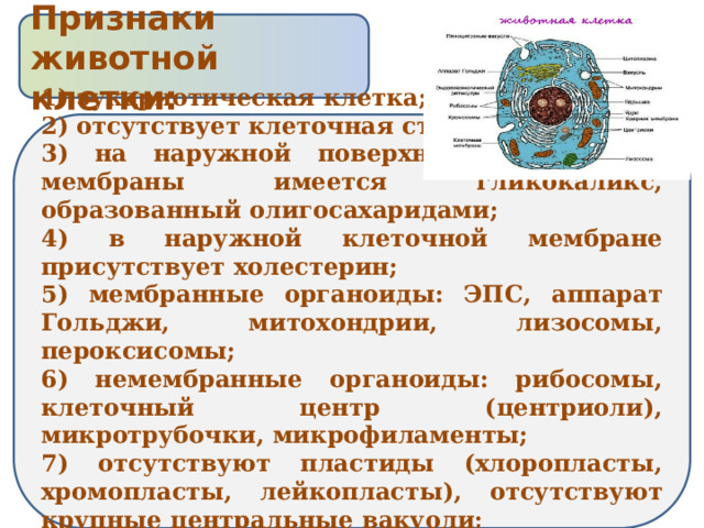 Признаки животной клетки: 1) эукариотическая клетка; 2) отсутствует клеточная стенка; 3) на наружной поверхности клеточной мембраны имеется гликокаликс, образованный олигосахаридами; 4) в наружной клеточной мембране присутствует холестерин; 5) мембранные органоиды: ЭПС, аппарат Гольджи, митохондрии, лизосомы, пероксисомы; 6) немембранные органоиды: рибосомы, клеточный центр (центриоли), микротрубочки, микрофиламенты; 7) отсутствуют пластиды (хлоропласты, хромопласты, лейкопласты), отсутствуют крупные центральные вакуоли; 8) запасной полисахарид – гликоген 