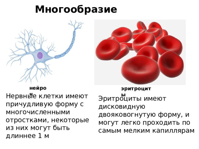 Многообразие клеток  нейрон эритроциты Нервные клетки имеют причудливую форму с многочисленными отростками, некоторые из них могут быть длиннее 1 м Эритроциты имеют дисковидную двояковогнутую форму, и могут легко проходить по самым мелким капиллярам 