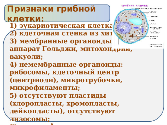 Признаки грибной клетки: 1) эукариотическая клетка; 2) клеточная стенка из хитина; 3) мембранные органоиды: ЭПС, аппарат Гольджи, митохондрии, вакуоли; 4) немембранные органоиды: рибосомы, клеточный центр (центриоли), микротрубочки, микрофиламенты; 5) отсутствуют пластиды (хлоропласты, хромопласты, лейкопласты), отсутствуют лизосомы; 6) запасной полисахарид – гликоген 