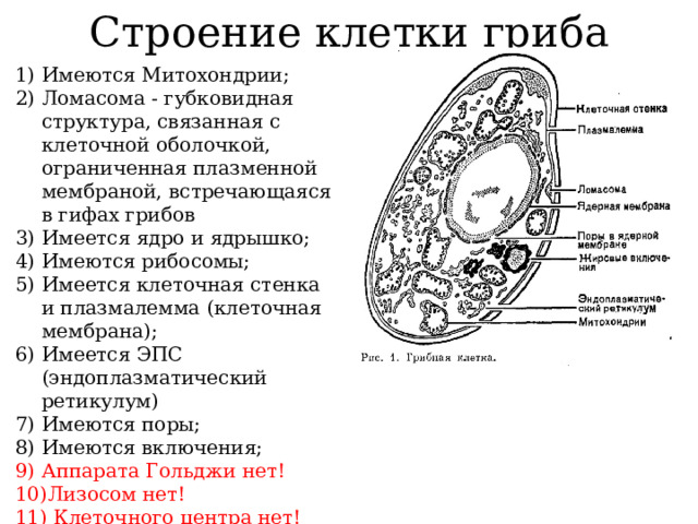 Строение клетки гриба Имеются Митохондрии; Ломасома - губковидная структура, связанная с клеточной оболочкой, ограниченная плазменной мембраной, встречающаяся в гифах грибов Имеется ядро и ядрышко; Имеются рибосомы; Имеется клеточная стенка и плазмалемма (клеточная мембрана); Имеется ЭПС (эндоплазматический ретикулум) Имеются поры; Имеются включения; Аппарата Гольджи нет! Лизосом нет!  Клеточного центра нет! 