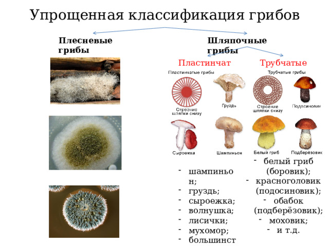 Упрощенная классификация грибов Плесневые грибы мукор ; аспергилл ; пеницилл . Шляпочные грибы Трубчатые белый гриб (боровик); красноголовик (подосиновик); обабок (подберёзовик); моховик; и т.д. Пластинчатые шампиньон; груздь; сыроежка; волнушка; лисички; мухомор; большинство поганок. 
