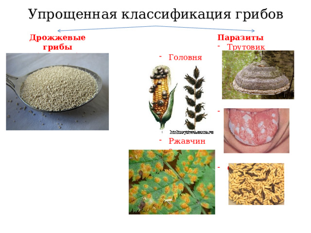 Упрощенная классификация грибов Дрожжевые грибы Паразиты (дрожжи) Трутовик (чага);  Кандида; Спорынья; Головня Ржавчина 