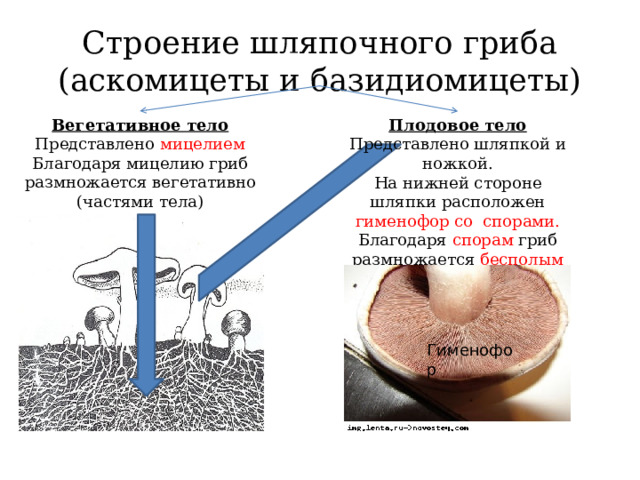 Строение шляпочного гриба (аскомицеты и базидиомицеты) Вегетативное тело Представлено мицелием Благодаря мицелию гриб размножается вегетативно (частями тела) Плодовое тело Представлено шляпкой и ножкой. На нижней стороне шляпки расположен гименофор со спорами. Благодаря спорам гриб размножается бесполым путём Гименофор 