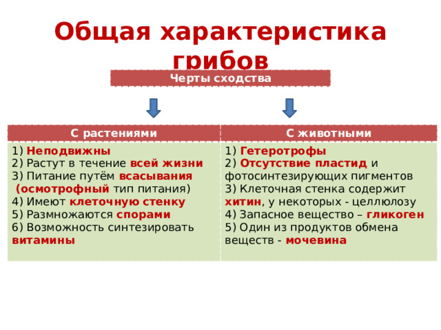 Общая характеристика грибов Черты сходства С растениями С животными 1) Неподвижны 1) Гетеротрофы 2) Растут в течение всей жизни 2) Отсутствие пластид и фотосинтезирующих пигментов 3) Питание путём всасывания 3) Клеточная стенка содержит хитин , у некоторых - целлюлозу  (осмотрофный тип питания)   4) Запасное вещество – гликоген 4) Имеют клеточную  стенку 5) Размножаются спорами 5) Один из продуктов обмена веществ - мочевина 6) Возможность синтезировать витамины 