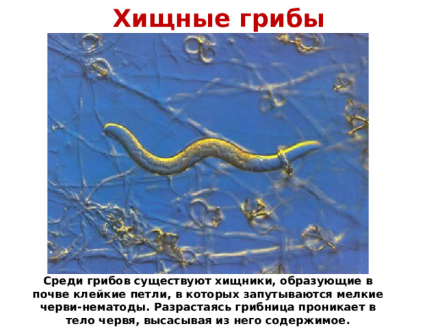 Хищные грибы Среди грибов существуют хищники, образующие в почве клейкие петли, в которых запутываются мелкие черви-нематоды. Разрастаясь грибница проникает в тело червя, высасывая из него содержимое. 