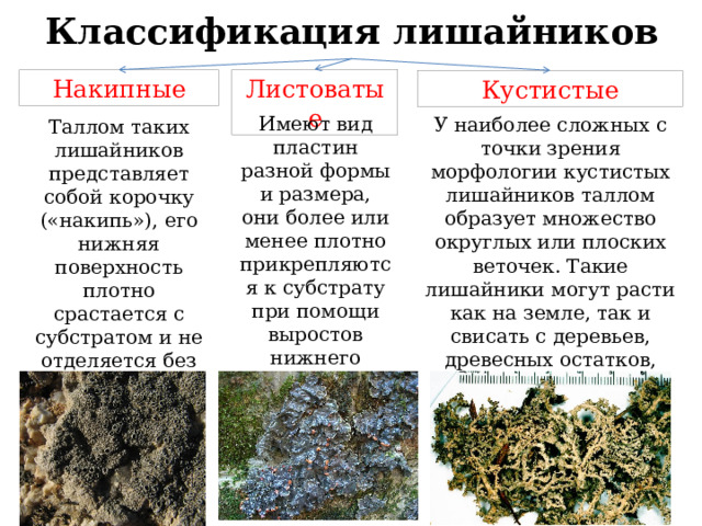 Классификация лишайников Листоватые Накипные Кустистые Имеют вид пластин разной формы и размера, они более или менее плотно прикрепляются к субстрату при помощи выростов нижнего коркового слоя. У наиболее сложных с точки зрения морфологии кустистых лишайников таллом образует множество округлых или плоских веточек. Такие лишайники могут расти как на земле, так и свисать с деревьев, древесных остатков, скал. Таллом таких лишайников представляет собой корочку («накипь»), его нижняя поверхность плотно срастается с субстратом и не отделяется без значительных повреждений.  