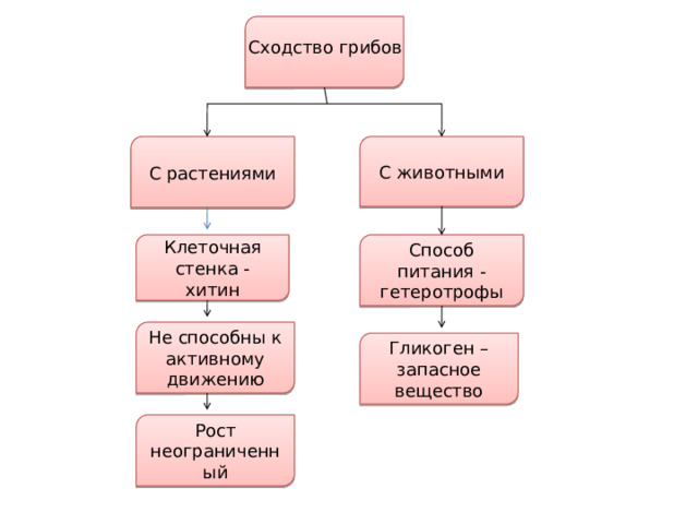 Сходство грибов С растениями С животными Способ питания - гетеротрофы Клеточная стенка - хитин Не способны к активному движению Гликоген – запасное вещество Рост неограниченный 