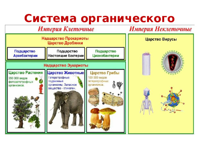 Система органического мира 